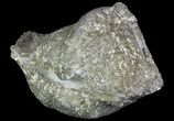 Pyrite Replaced Brachiopod (Paraspirifer) - Ohio #89717-1